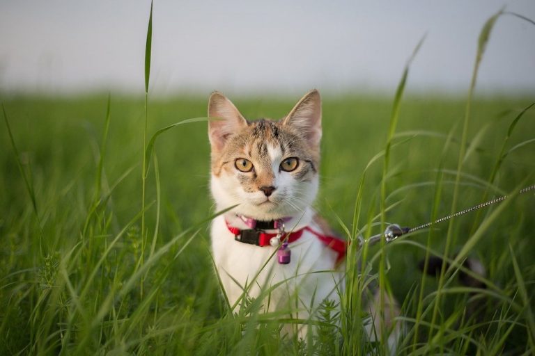 Braucht eine Katze Halsband & Leine – Ist das nötig?